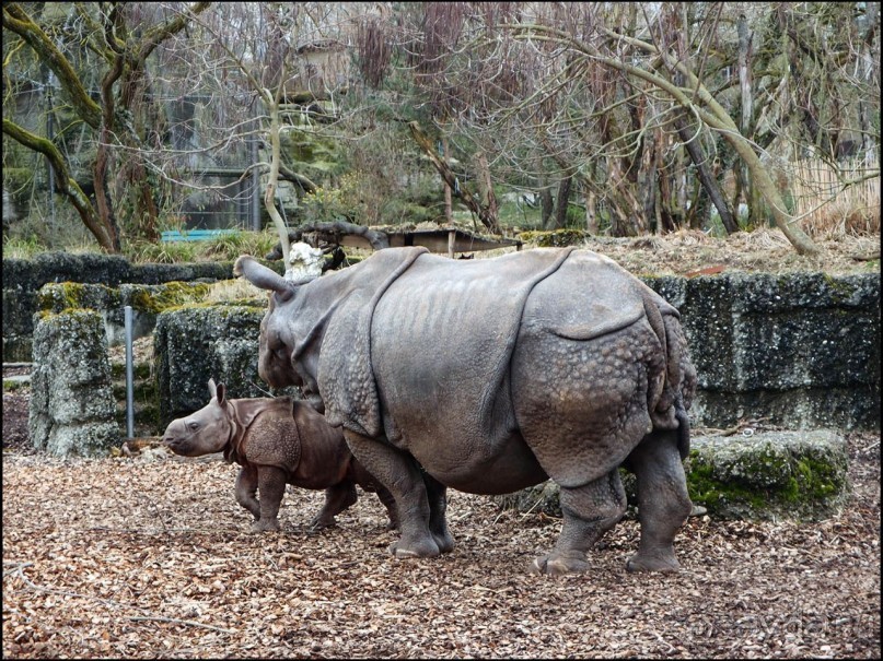 Всё, как у людей