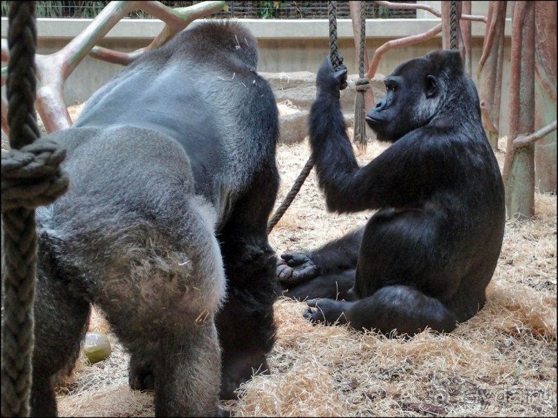 Всё, как у людей