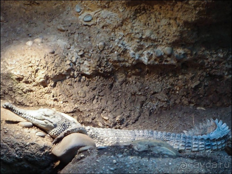 Всё, как у людей