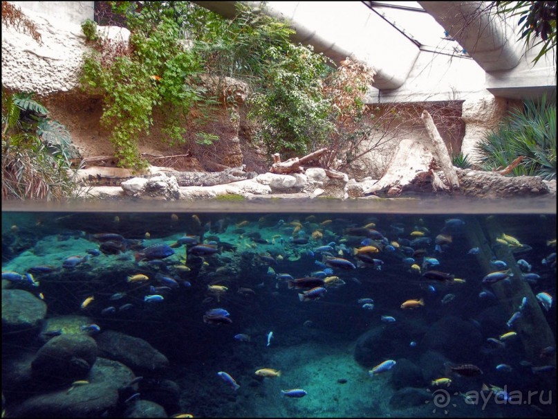 Всё, как у людей