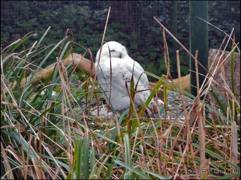 Всё, как у людей