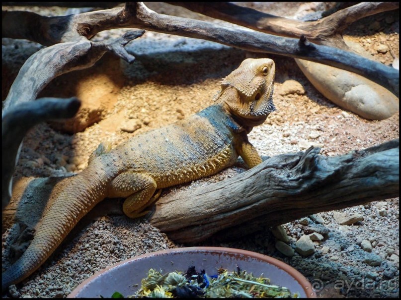 Всё, как у людей