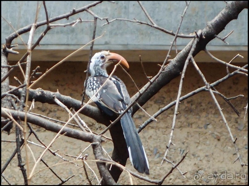 Всё, как у людей