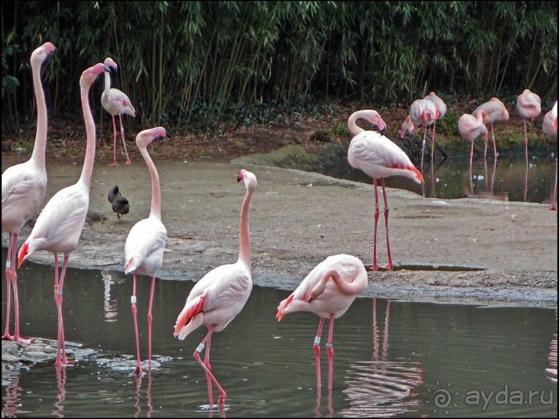 Всё, как у людей