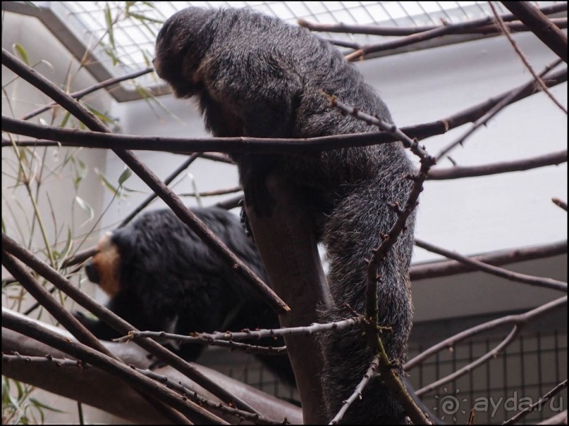 Всё, как у людей