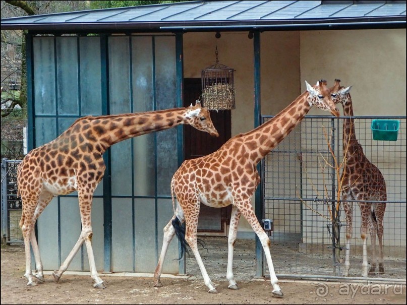 Всё, как у людей