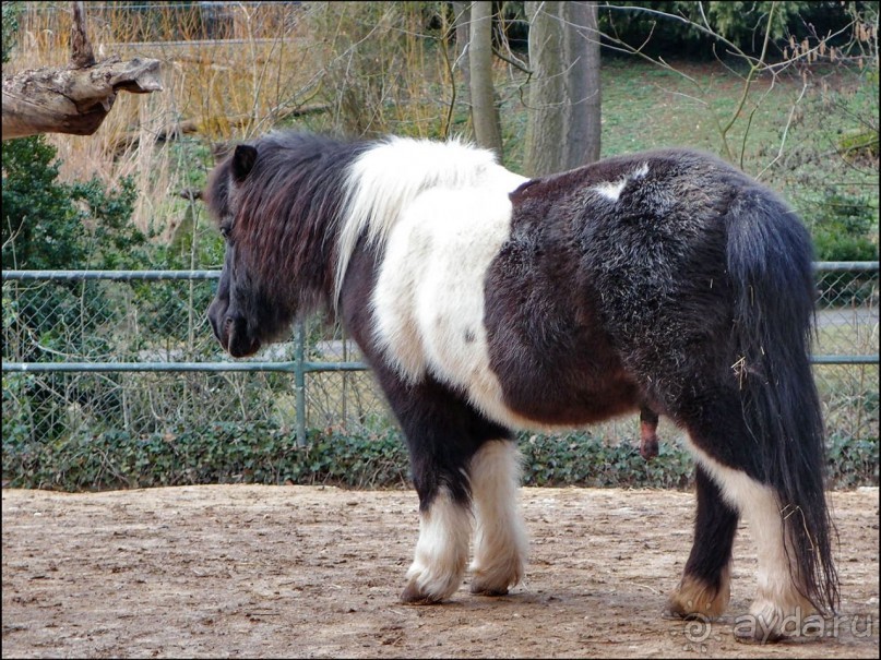 Всё, как у людей