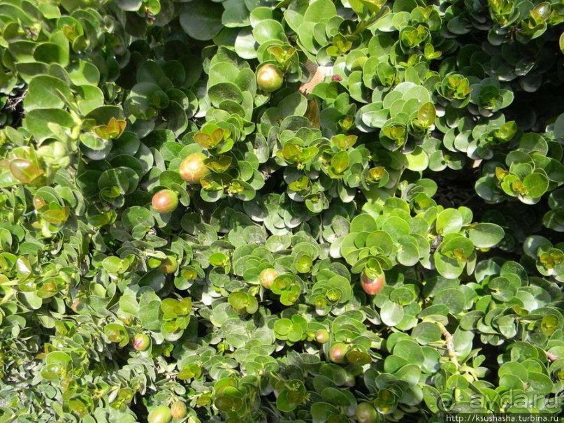 Горячие источники и крокодилы на берегу Кинерета