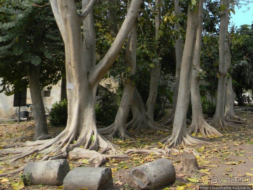 Горячие источники и крокодилы на берегу Кинерета