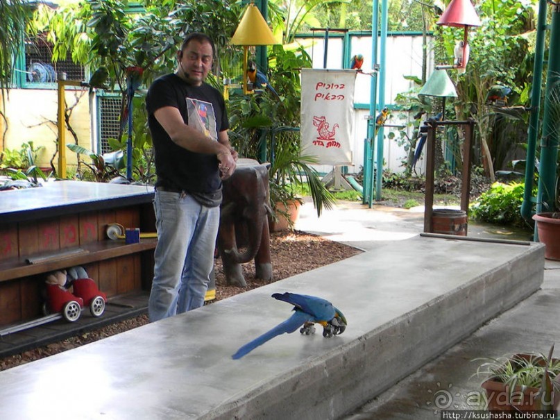 Горячие источники и крокодилы на берегу Кинерета