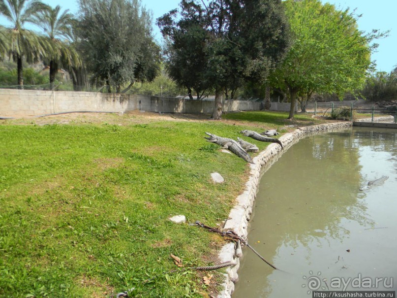 Горячие источники и крокодилы на берегу Кинерета