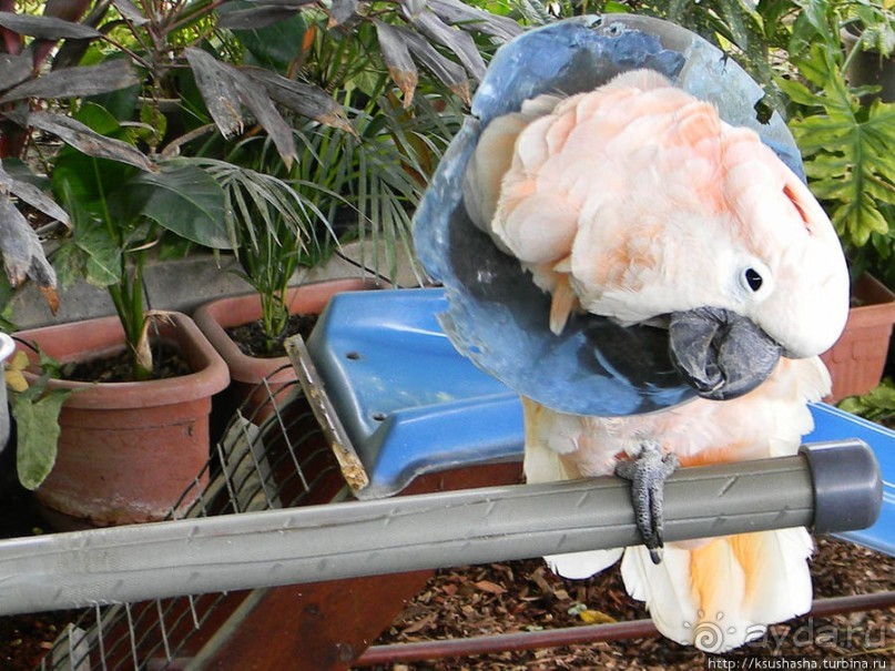 Горячие источники и крокодилы на берегу Кинерета