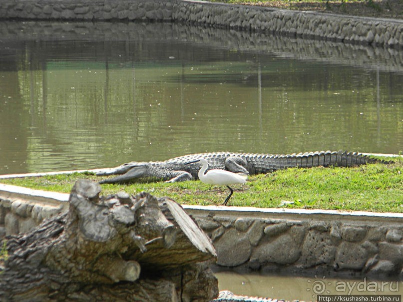 Горячие источники и крокодилы на берегу Кинерета