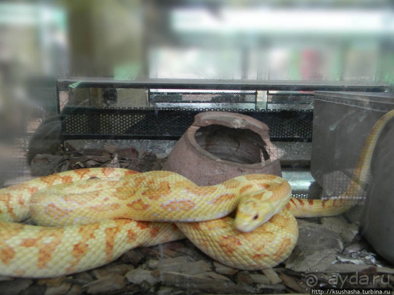 Горячие источники и крокодилы на берегу Кинерета