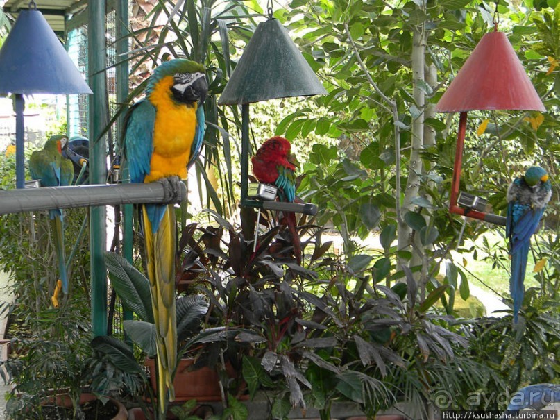Горячие источники и крокодилы на берегу Кинерета