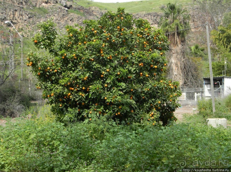 Горячие источники и крокодилы на берегу Кинерета