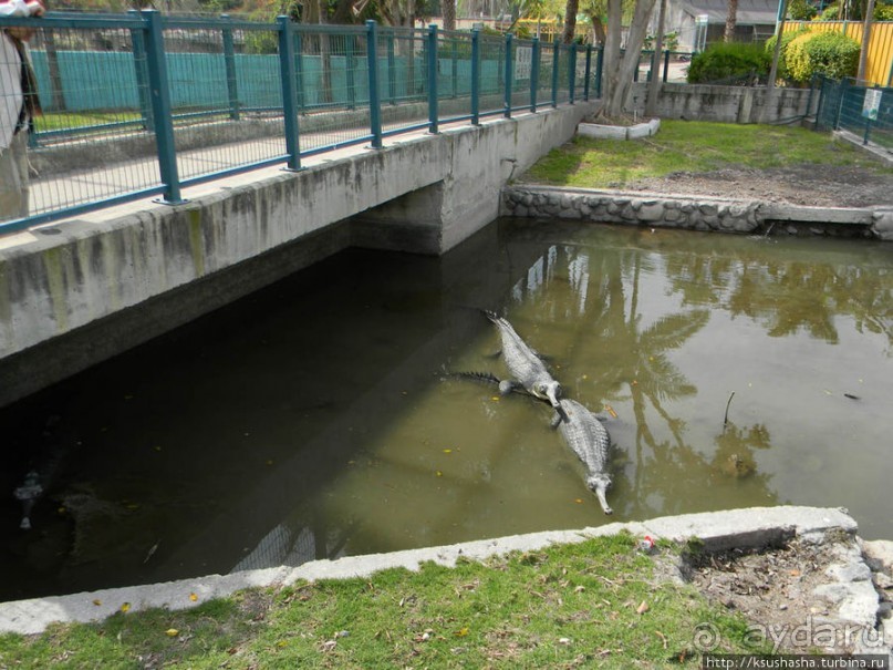 Горячие источники и крокодилы на берегу Кинерета