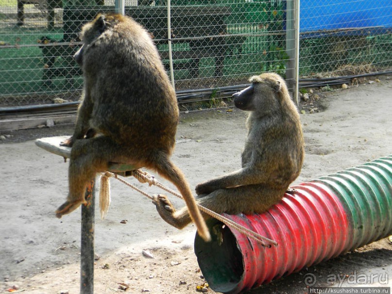 Горячие источники и крокодилы на берегу Кинерета