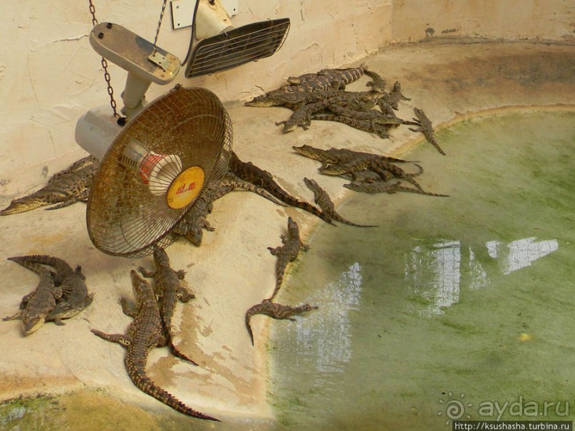Горячие источники и крокодилы на берегу Кинерета