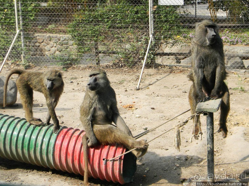Горячие источники и крокодилы на берегу Кинерета