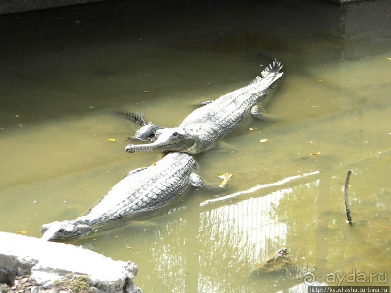 Горячие источники и крокодилы на берегу Кинерета
