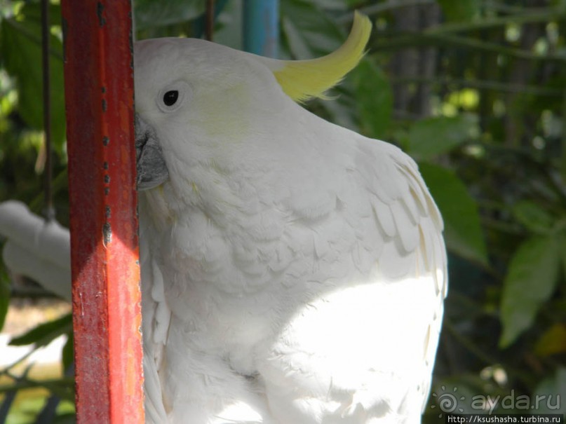 Горячие источники и крокодилы на берегу Кинерета