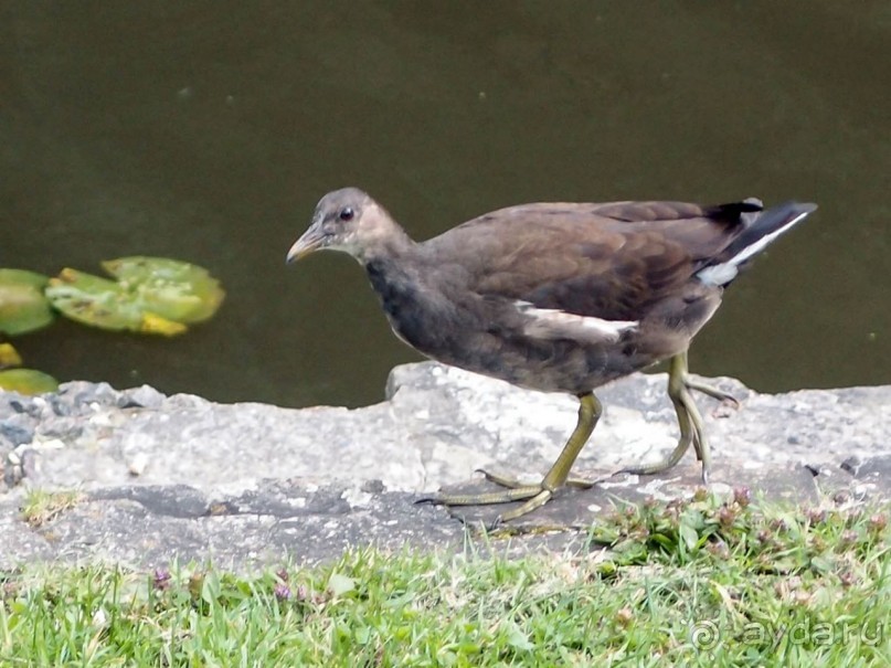 Прогулка в парке Лакен