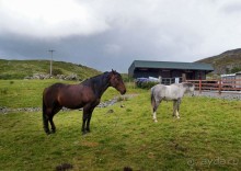 Овечий бизнес