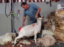 Овечий бизнес