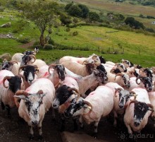 Овечий бизнес