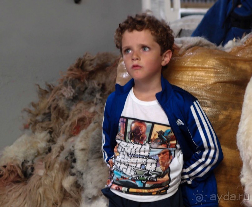 Овечий бизнес