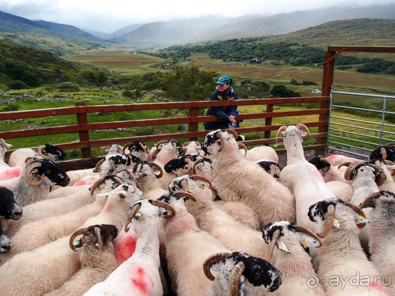 Овечий бизнес