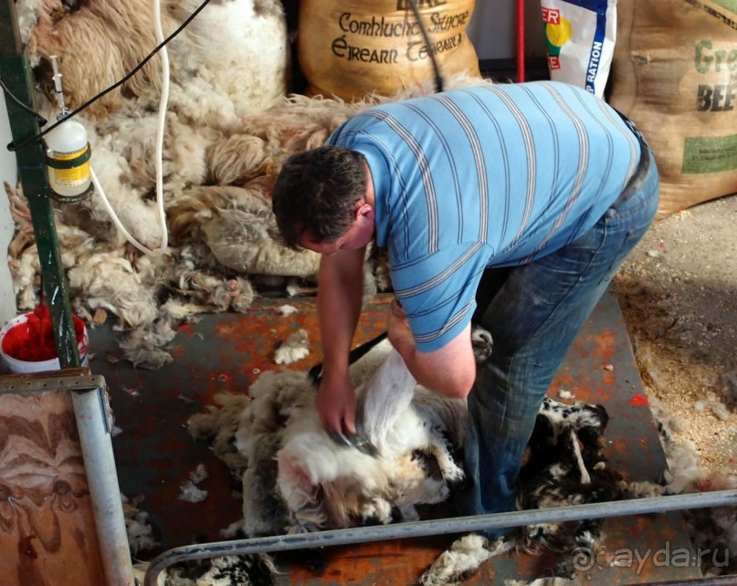 Овечий бизнес