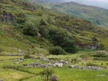 Овечий бизнес