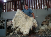 Овечий бизнес