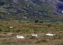 Овечий бизнес