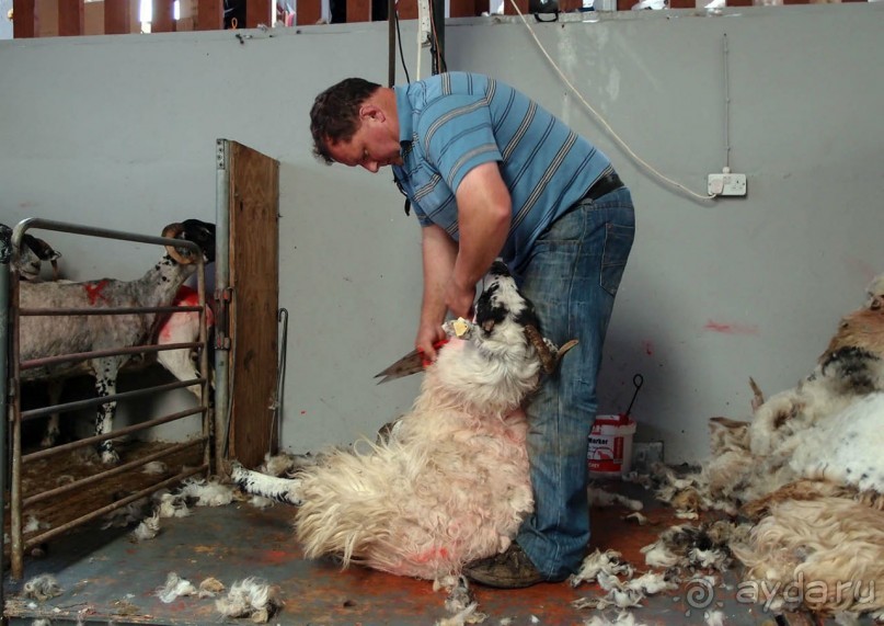 Овечий бизнес