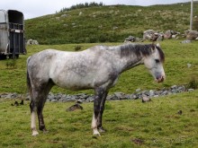 Овечий бизнес