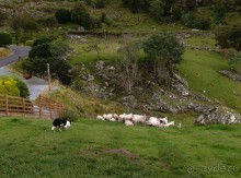 Овечий бизнес