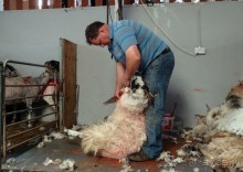 Овечий бизнес