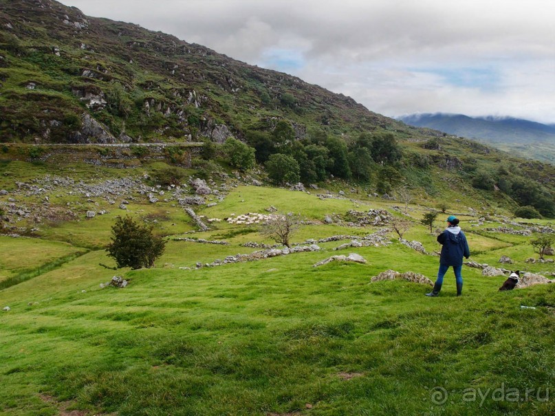 Овечий бизнес