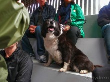 Овечий бизнес