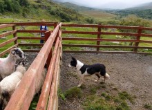 Овечий бизнес