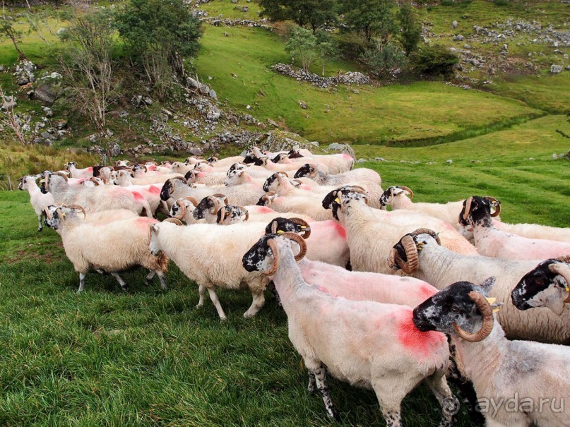 Овечий бизнес