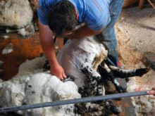 Овечий бизнес