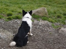 Овечий бизнес