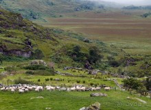 Овечий бизнес