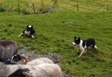 Овечий бизнес