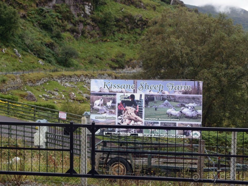 Овечий бизнес