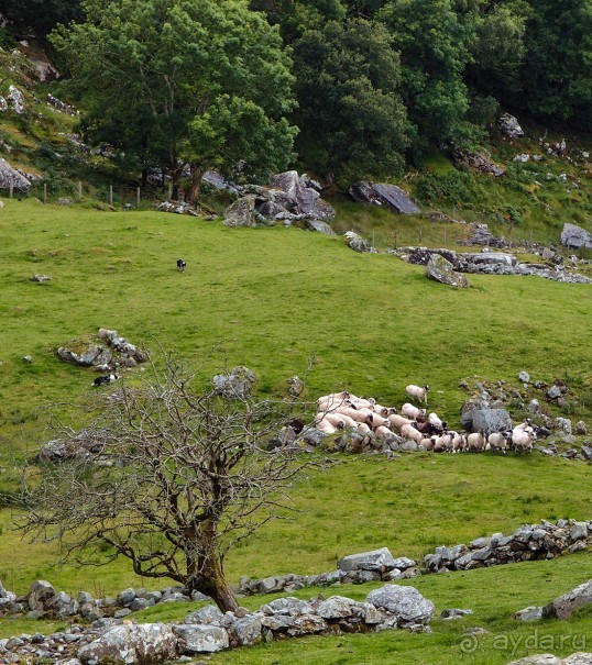 Овечий бизнес